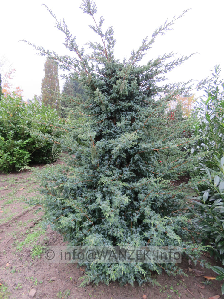 Juniperus chinensis Blue Alps geschnitten aufrecht 02.JPG